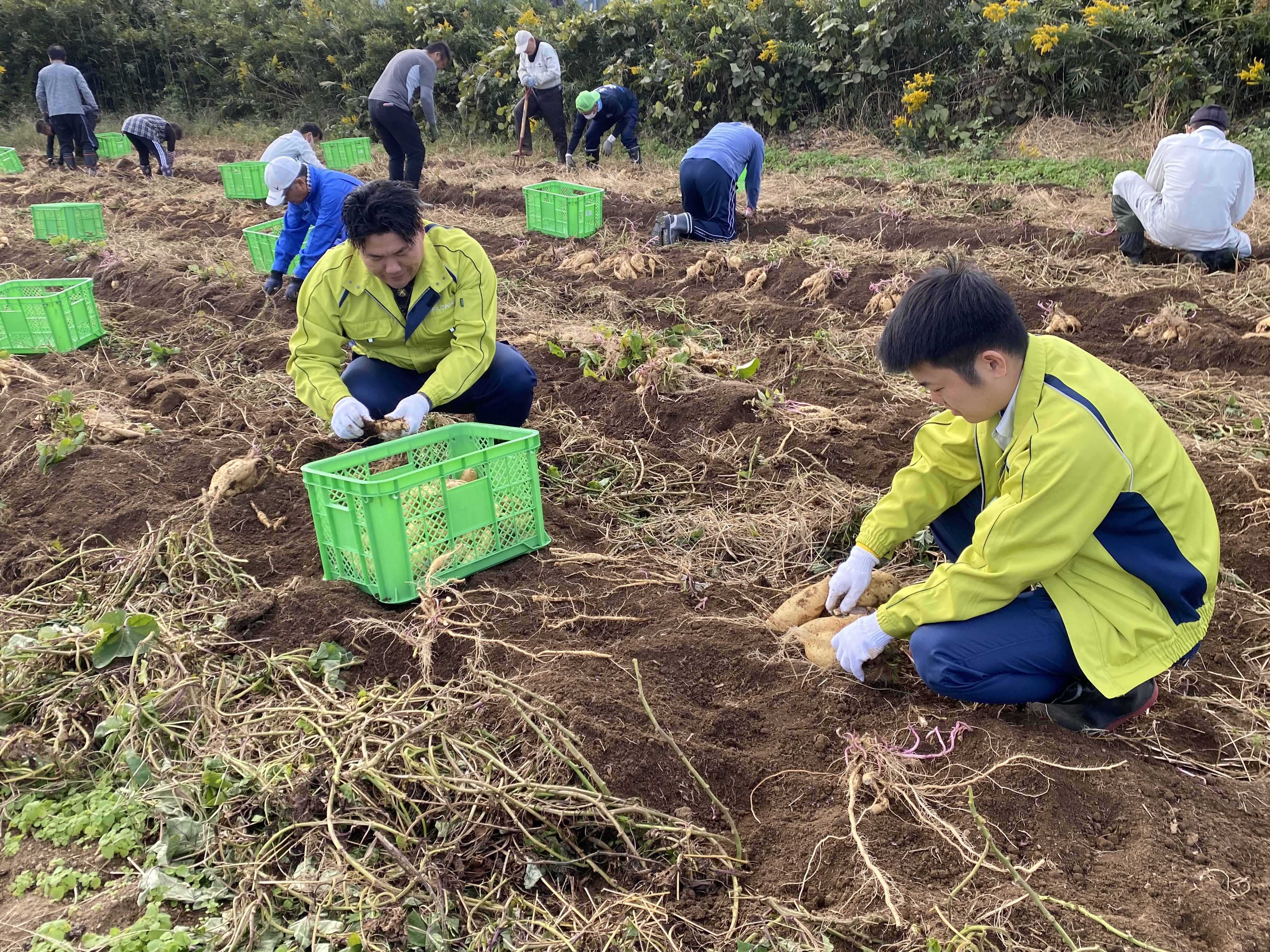 楢葉町波倉地区で芋焼酎用サツマイモの収穫ボランティアに参加しました。の画像