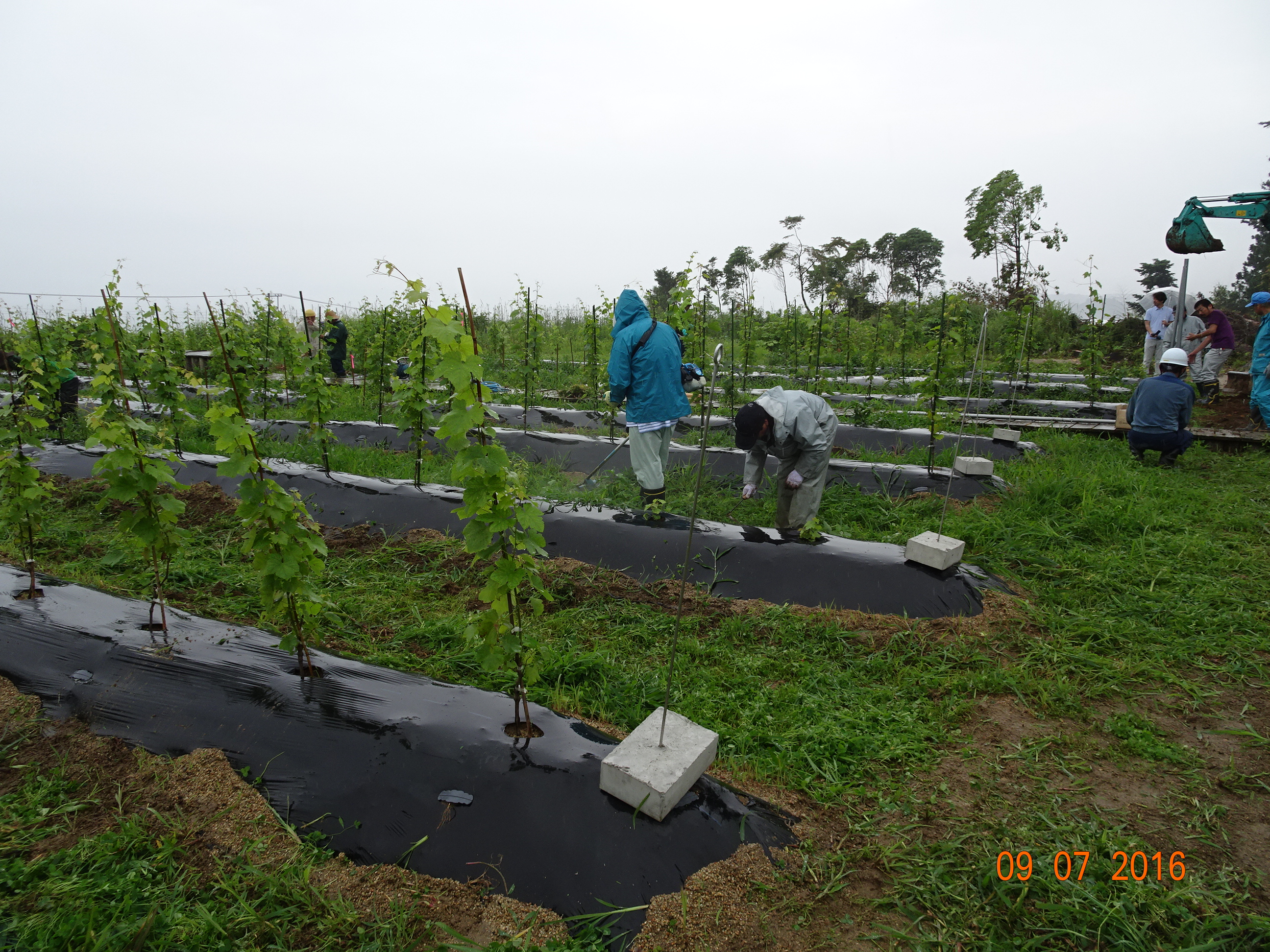 富岡町内のワイン用葡萄畑（ヴィンヤード）の支柱設置に参加（７月９日）の画像
