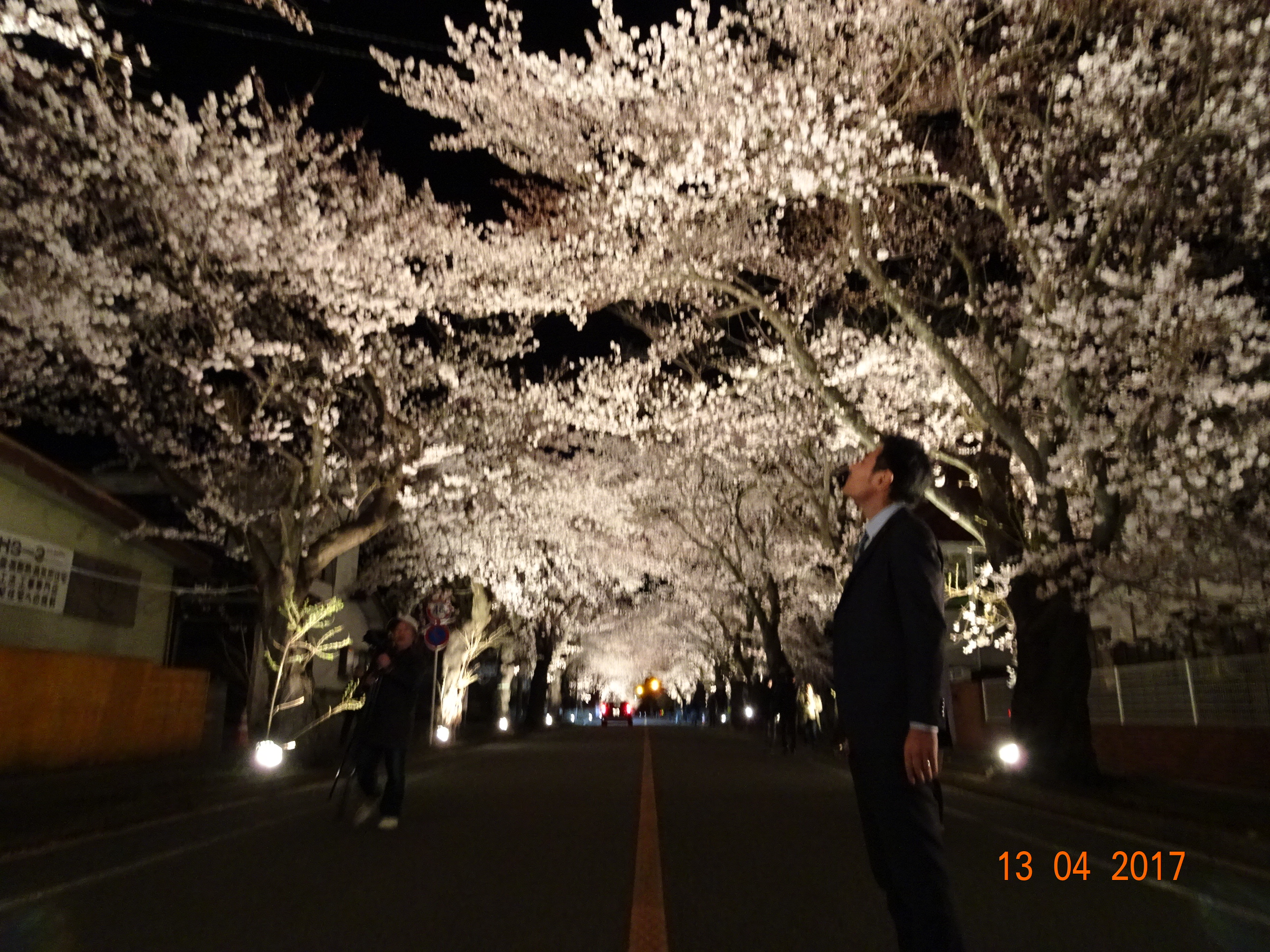夜の森の桜の画像